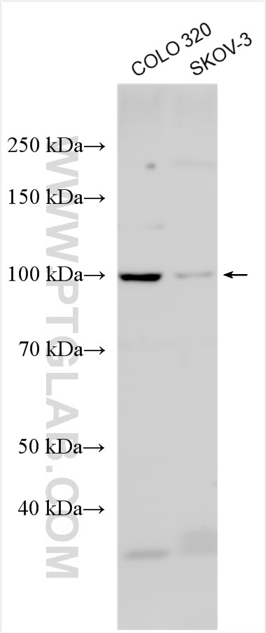 WB analysis using 30527-1-AP