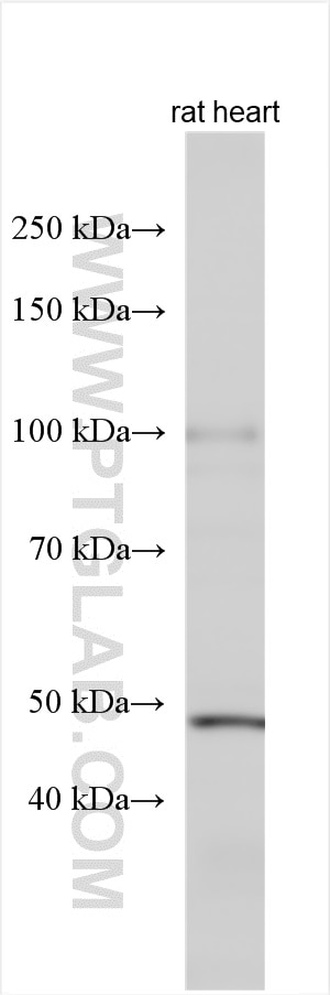 WB analysis using 30527-1-AP