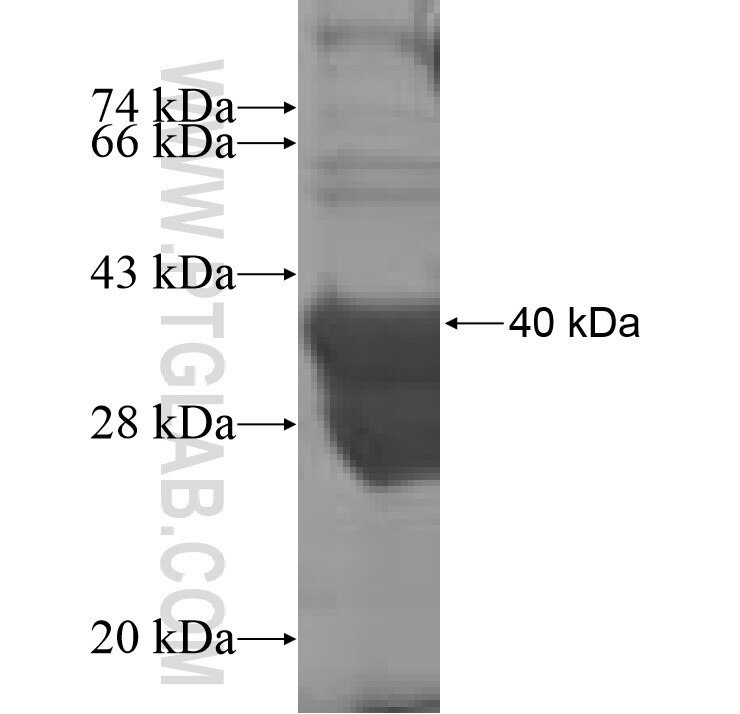 PI3 fusion protein Ag8735 SDS-PAGE