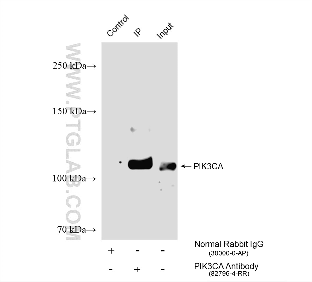 Immunoprecipitation (IP) experiment of HeLa cells using PI3 Kinase p110 Alpha Recombinant monoclonal antib (82796-4-RR)
