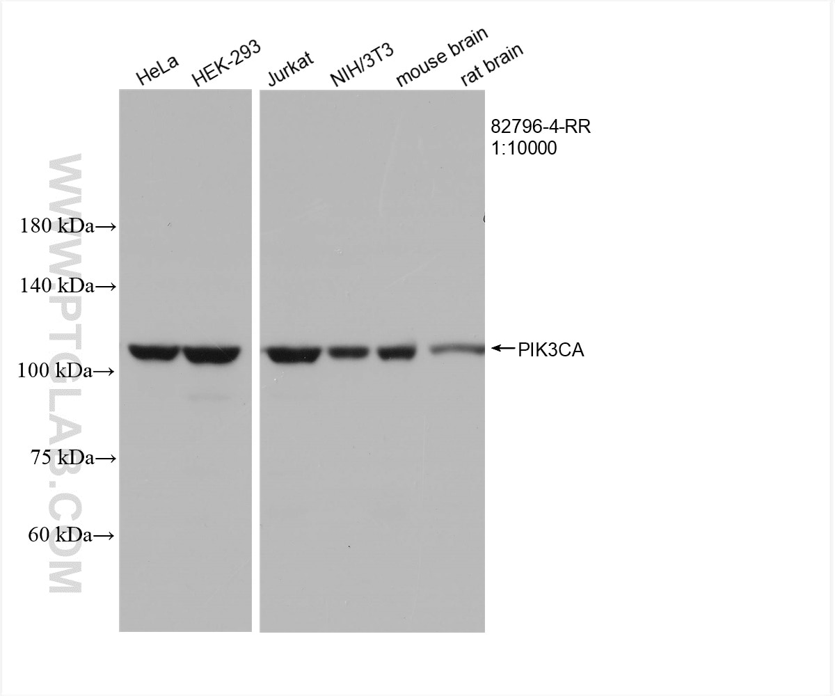 Western Blot (WB) analysis of various lysates using PI3 Kinase p110 Alpha Recombinant antibody (82796-4-RR)