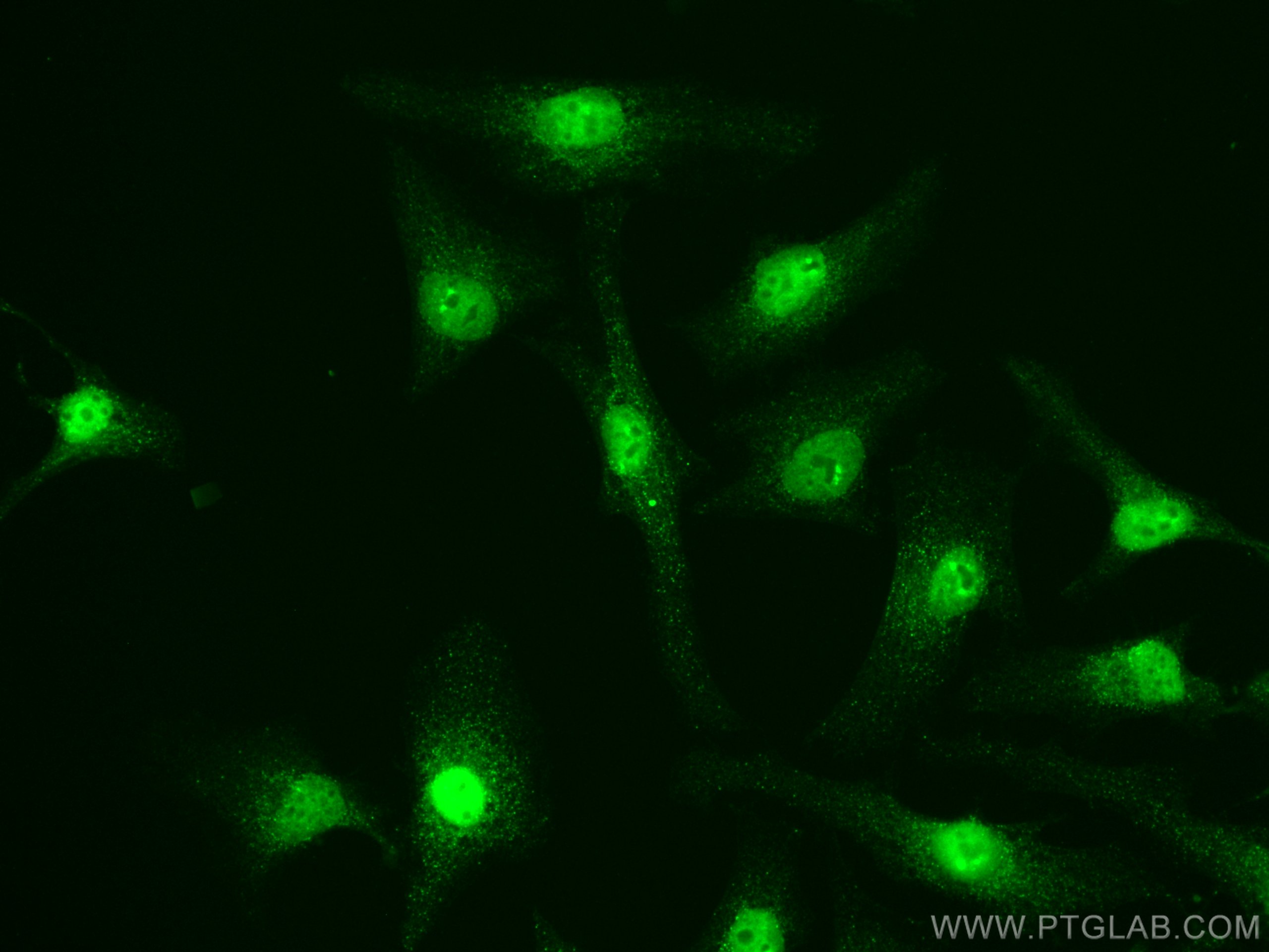 Immunofluorescence (IF) / fluorescent staining of HeLa cells using CoraLite® Plus 488-conjugated PI3 Kinase p110 Beta (CL488-67121)