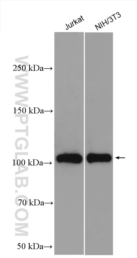 Western Blot (WB) analysis of various lysates using PI3 Kinase p110 Alpha Polyclonal antibody (27921-1-AP)