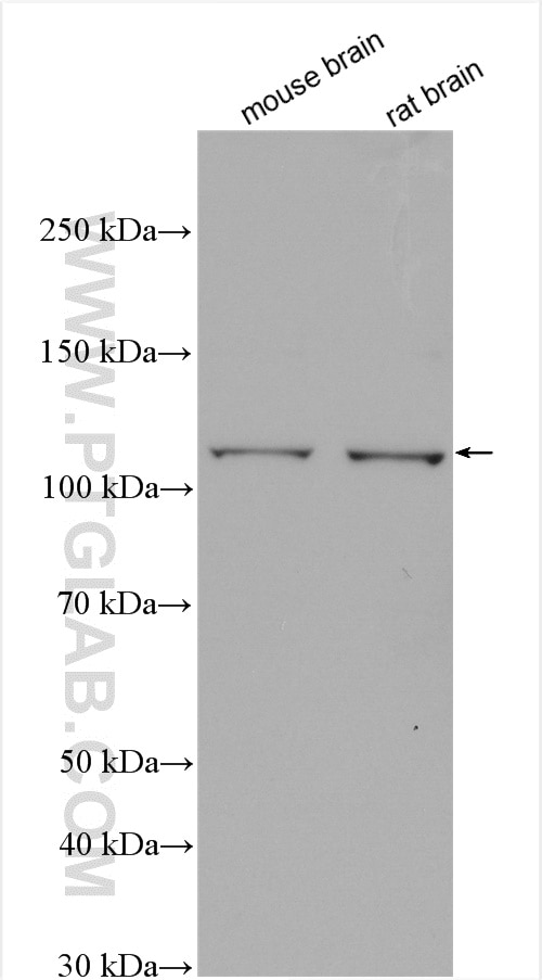 Western Blot (WB) analysis of various lysates using PI3 Kinase p110 Alpha Polyclonal antibody (27921-1-AP)