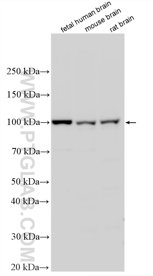 Western Blot (WB) analysis of various lysates using PI3 Kinase p110 Alpha Polyclonal antibody (27921-1-AP)