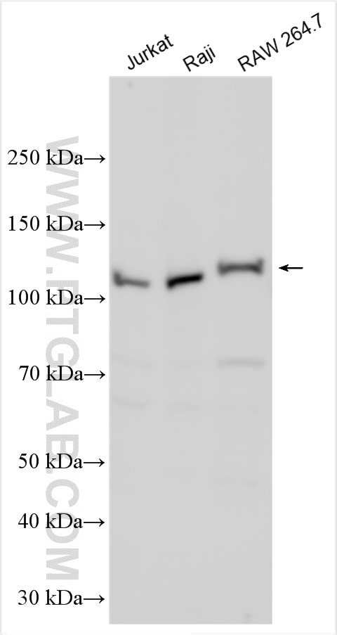 Western Blot (WB) analysis of various lysates using PI3 Kinase p110 Delta Polyclonal antibody (21708-1-AP)