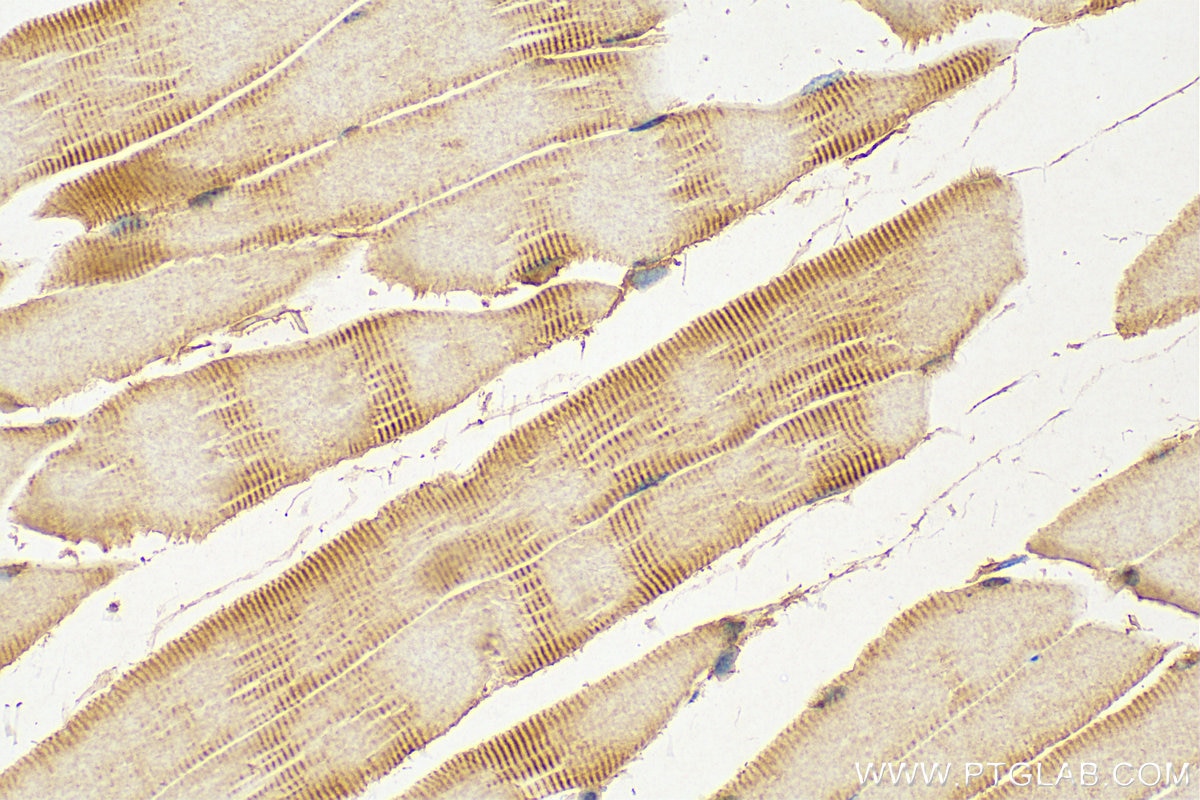 IHC staining of mouse skeletal muscle using 20662-1-AP