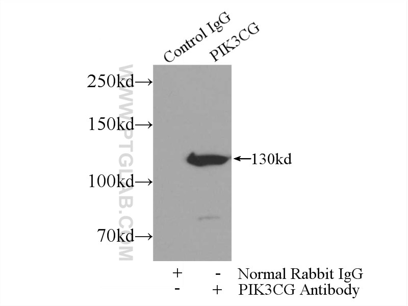 Immunoprecipitation (IP) experiment of mouse liver tissue using PI3 Kinase p110 Gamma Polyclonal antibody (20662-1-AP)