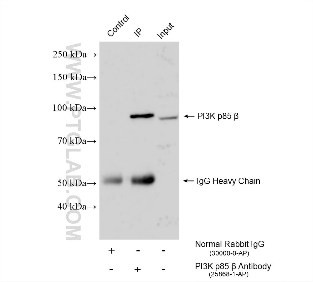 IP experiment of K-562 using 25868-1-AP Immunoprecipitation (IP) experiment of K-562 cells using PI3 Kinase p85 Beta Polyclonal antibody (25868-1-AP)