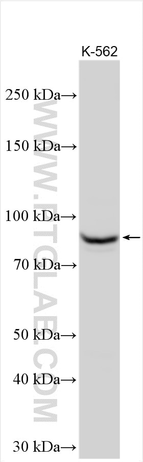 Western Blot (WB) analysis of various lysates using PI3 Kinase p85 Beta Polyclonal antibody (25868-1-AP)