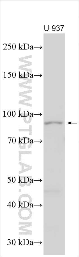 Western Blot (WB) analysis of various lysates using PI3 Kinase p85 Beta Polyclonal antibody (25868-1-AP)