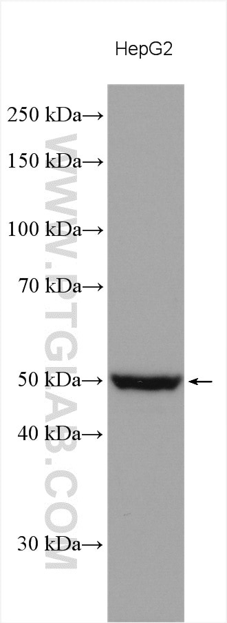 Western Blot (WB) analysis of various lysates using PI4K2A Polyclonal antibody (15318-1-AP)