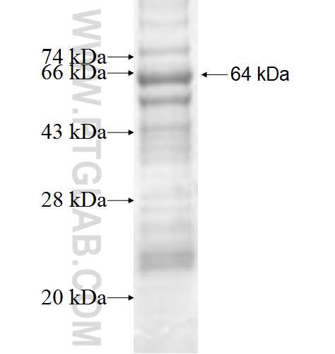 PI4K2A fusion protein Ag7564 SDS-PAGE