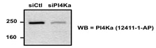 Western Blot (WB) analysis of NIH-3T3 cells (RNAi) using PI4KA Polyclonal antibody (12411-1-AP)