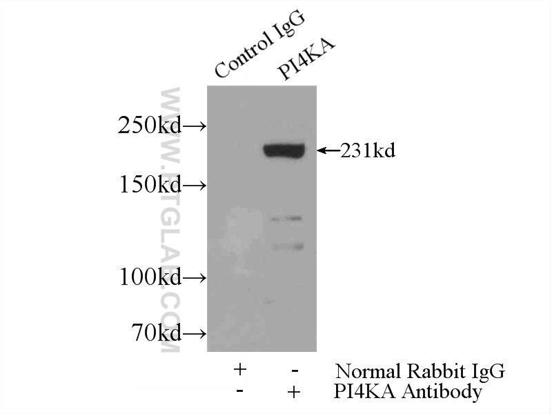 Immunoprecipitation (IP) experiment of mouse brain tissue using PI4KA Polyclonal antibody (12411-1-AP)
