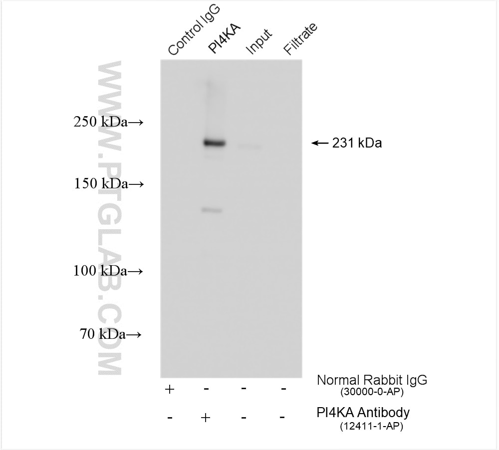 Immunoprecipitation (IP) experiment of mouse brain tissue using PI4KA Polyclonal antibody (12411-1-AP)