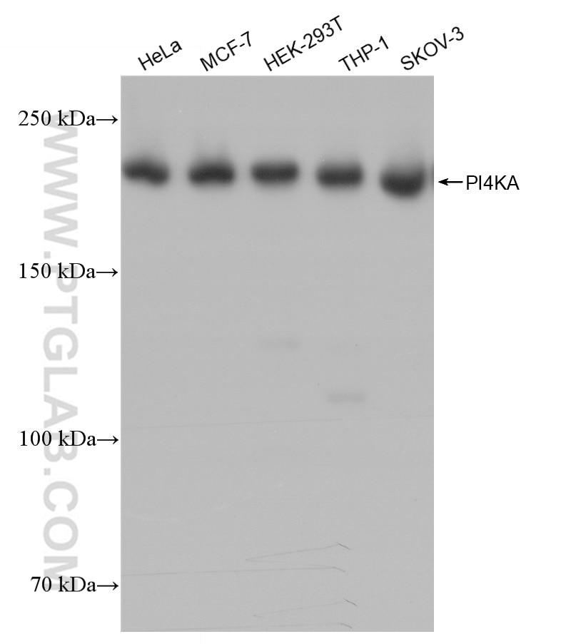 WB analysis using 82938-1-RR