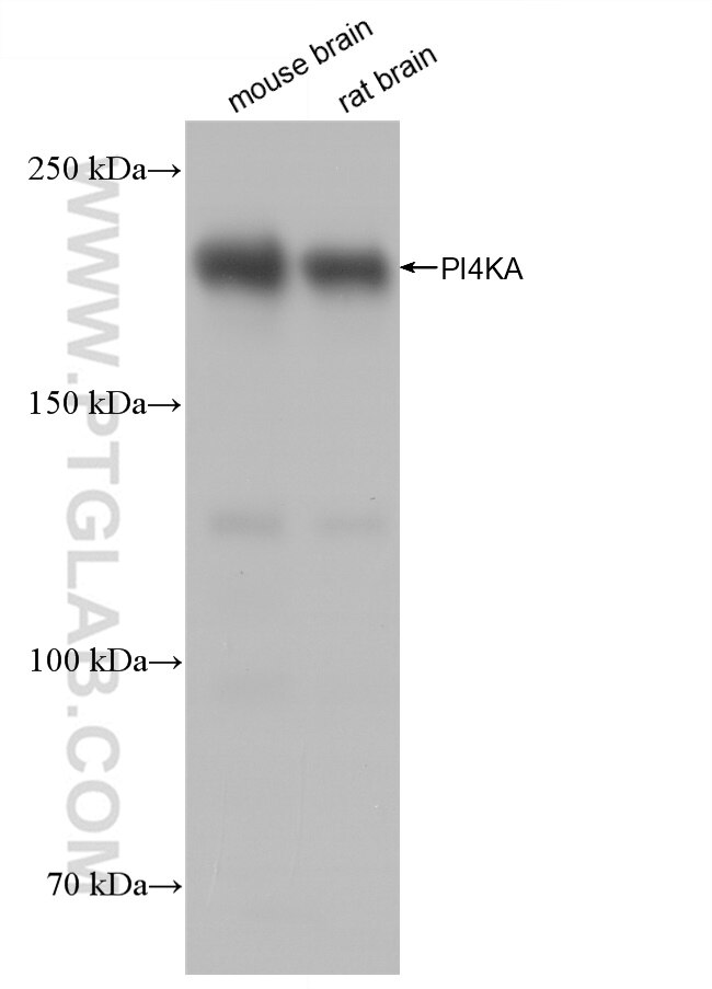 WB analysis using 82938-1-RR