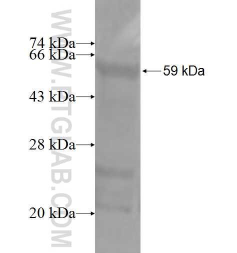 PI4KA fusion protein Ag3062 SDS-PAGE