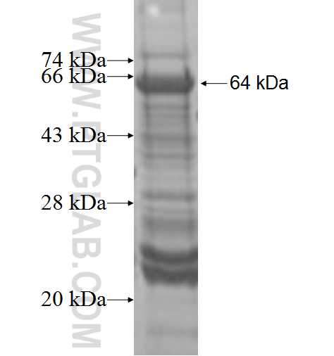 PI4KAP2 fusion protein Ag9619 SDS-PAGE