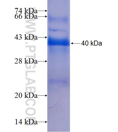 PI4KAP2 fusion protein Ag9646 SDS-PAGE