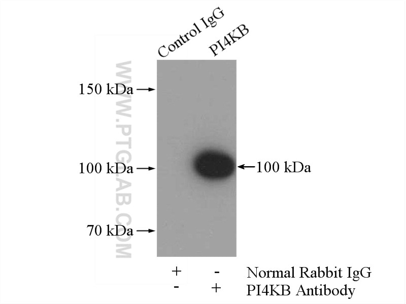 Immunoprecipitation (IP) experiment of K-562 cells using PI4KB Polyclonal antibody (13247-1-AP)