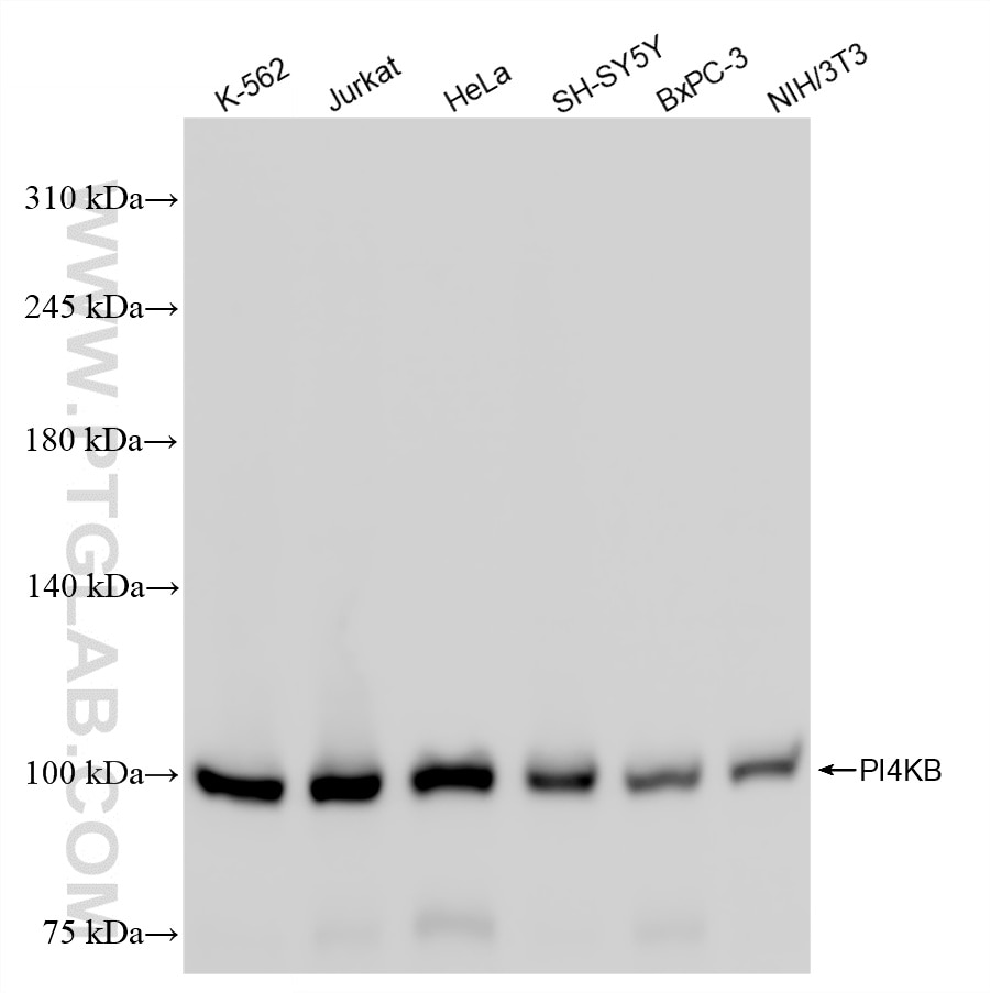 Western Blot (WB) analysis of various lysates using PI4KB Recombinant monoclonal antibody (86285-3-RR)