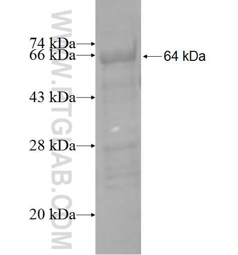 PI4KB fusion protein Ag3989 SDS-PAGE