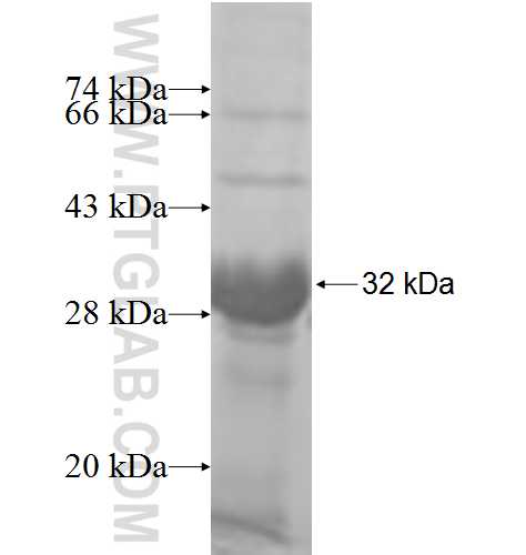 PI4KB fusion protein Ag7490 SDS-PAGE