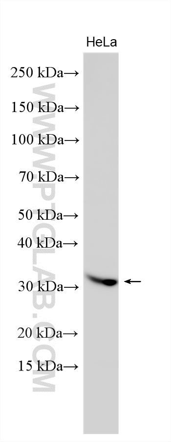 Western Blot (WB) analysis of various lysates using PIANP Polyclonal antibody (32088-1-AP)
