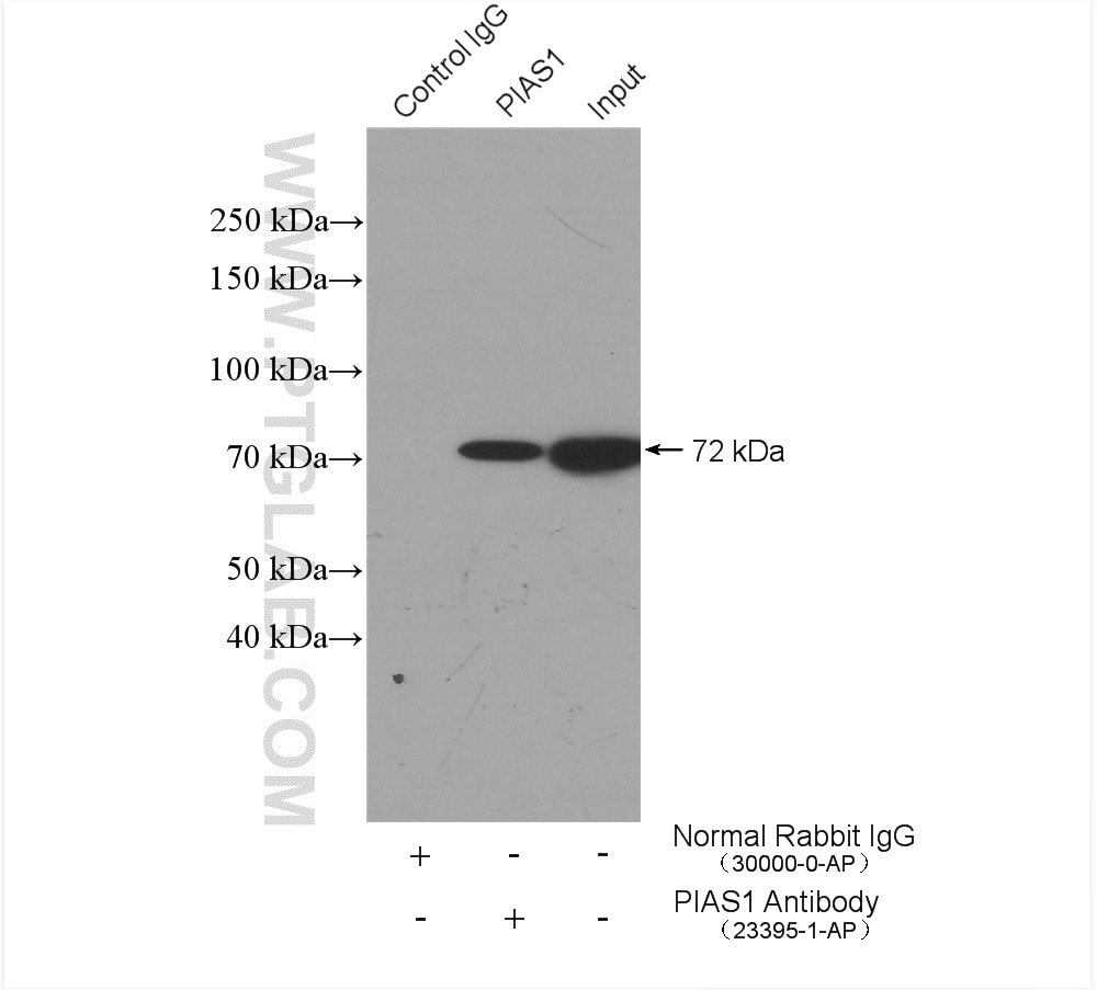 Immunoprecipitation (IP) experiment of HepG2 cells using PIAS1 Polyclonal antibody (23395-1-AP)