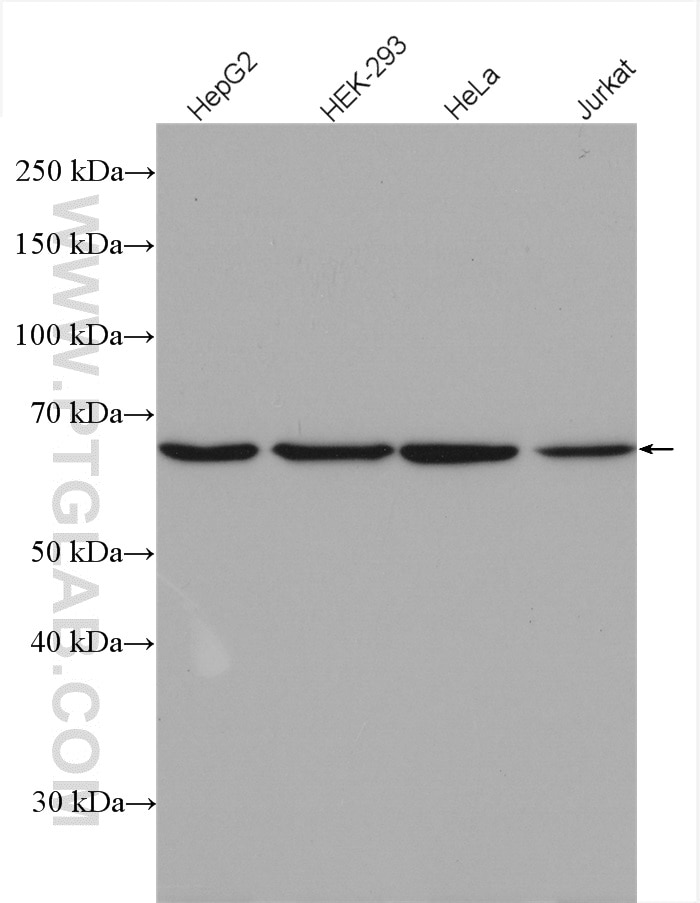 Western Blot (WB) analysis of various lysates using PIAS1 Polyclonal antibody (23395-1-AP)