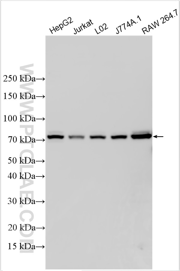 Western Blot (WB) analysis of various lysates using PIAS1 Polyclonal antibody (23395-1-AP)