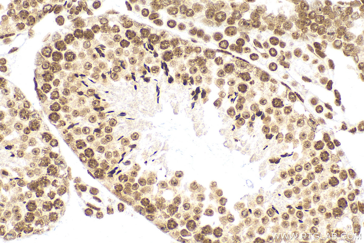 Immunohistochemistry (IHC) staining of mouse testis tissue using PIAS1 Recombinant antibody (82873-2-RR)