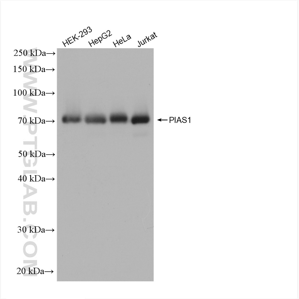 Western Blot (WB) analysis of various lysates using PIAS1 Recombinant antibody (82873-2-RR)