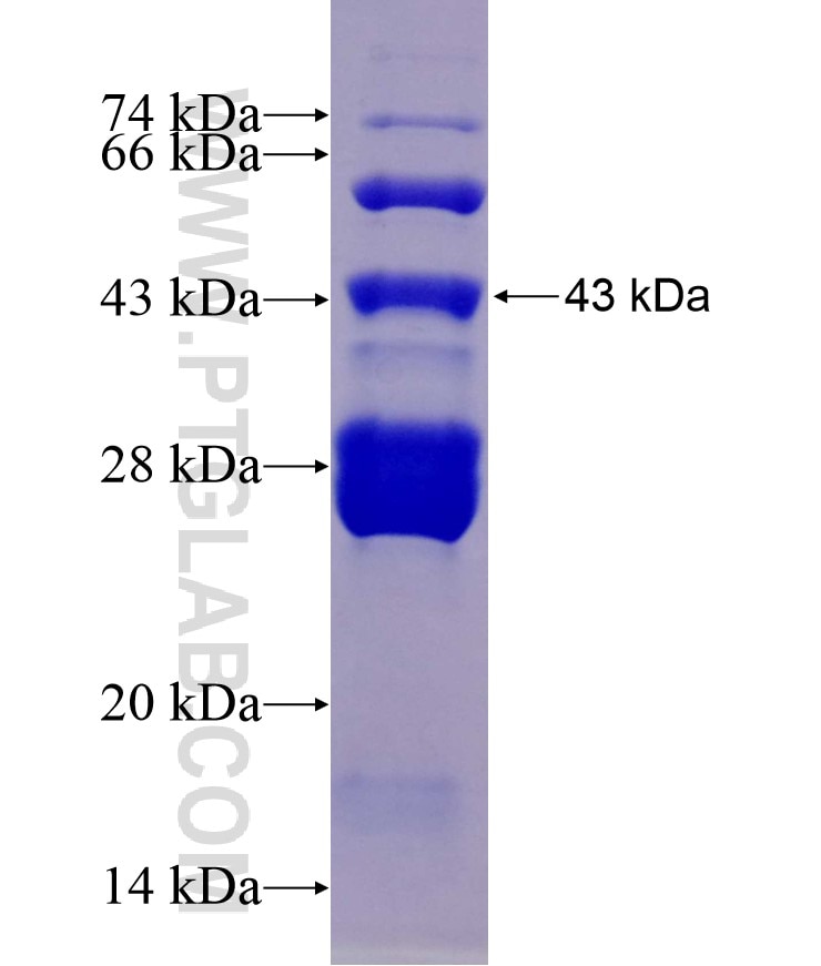 PIAS1 fusion protein Ag18132 SDS-PAGE