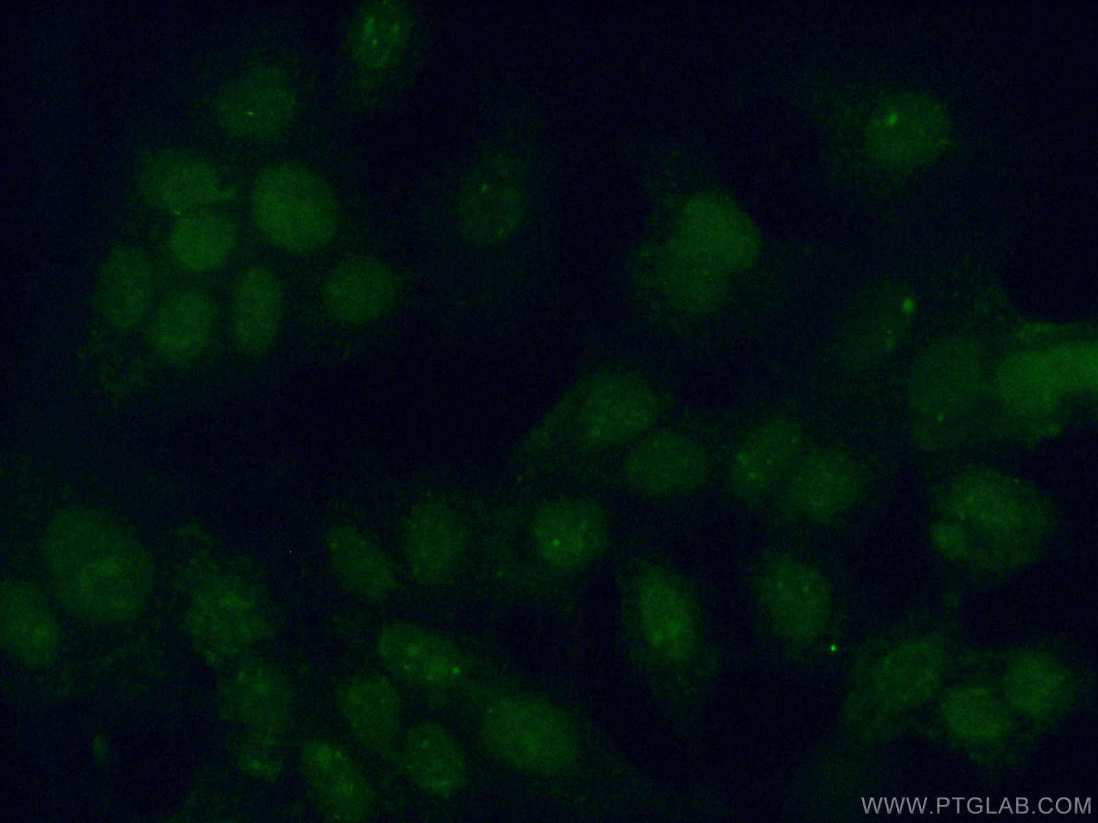 Immunofluorescence (IF) / fluorescent staining of MCF-7 cells using PIAS2 Polyclonal antibody (16074-1-AP)