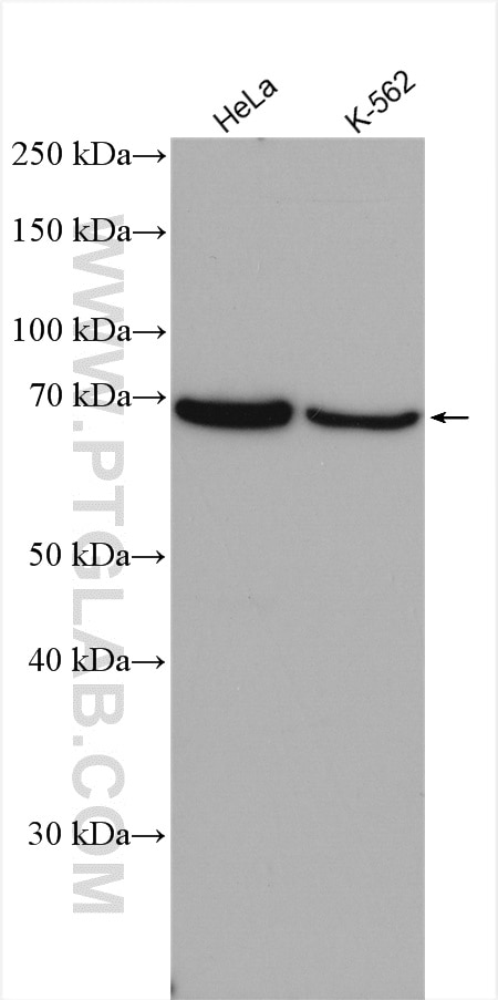 Western Blot (WB) analysis of various lysates using PIAS2 Polyclonal antibody (16074-1-AP)