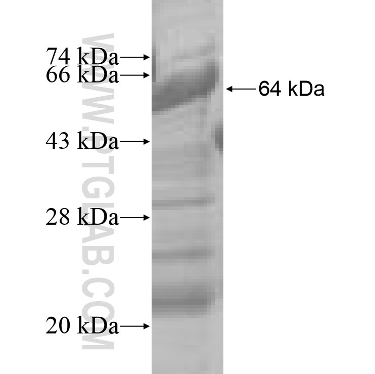 PIAS2 fusion protein Ag9032 SDS-PAGE
