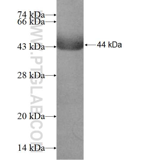 PIAS2 fusion protein Ag9057 SDS-PAGE