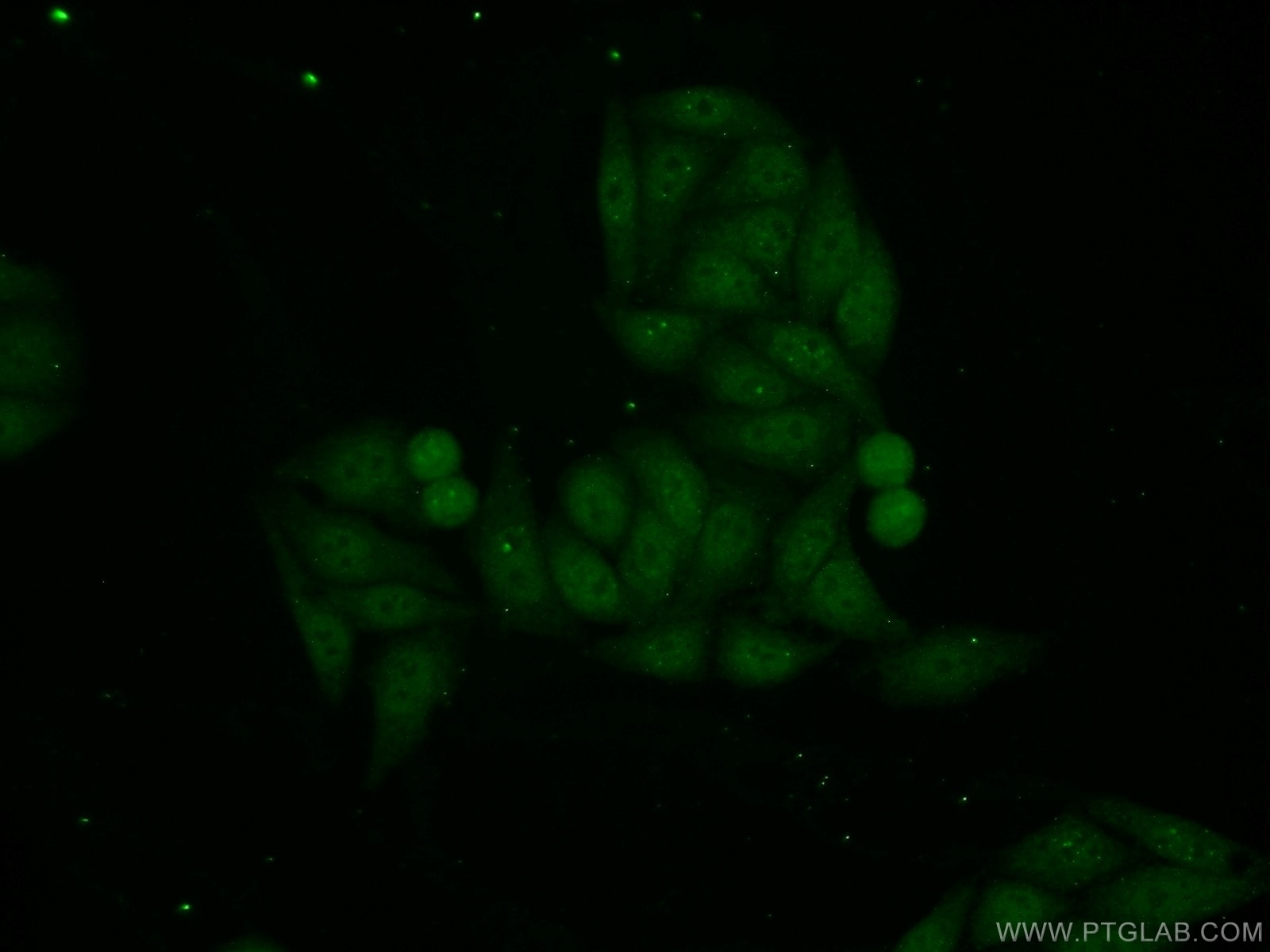 Immunofluorescence (IF) / fluorescent staining of HepG2 cells using PIAS3 Polyclonal antibody (13486-1-AP)