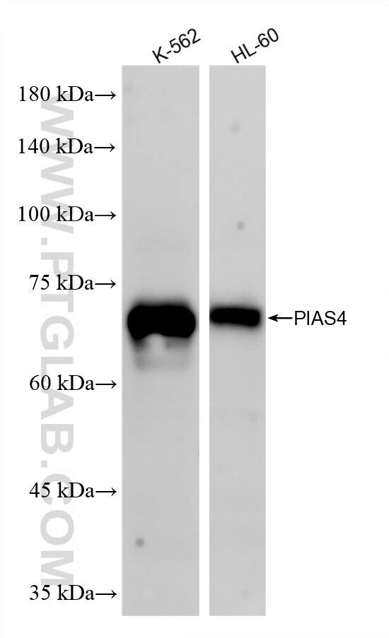 WB analysis using 86793-1-RR Western Blot (WB) analysis of various lysates using PIAS4 Recombinant monoclonal antibody (86793-1-RR)