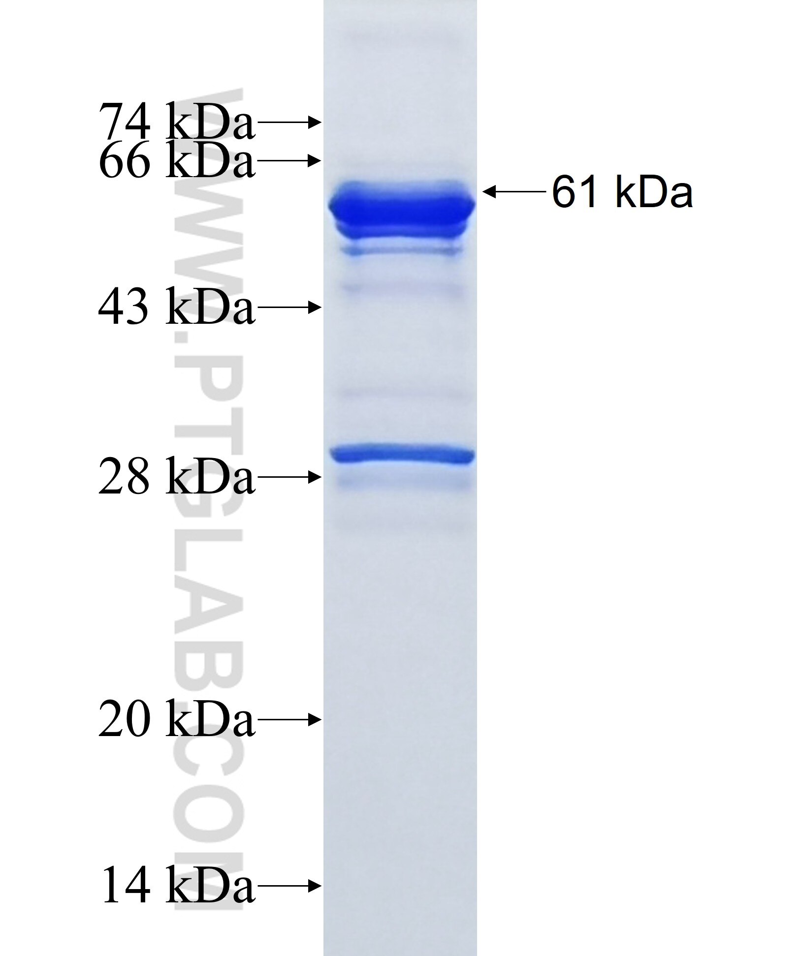 PIAS4 fusion protein Ag37383 SDS-PAGE