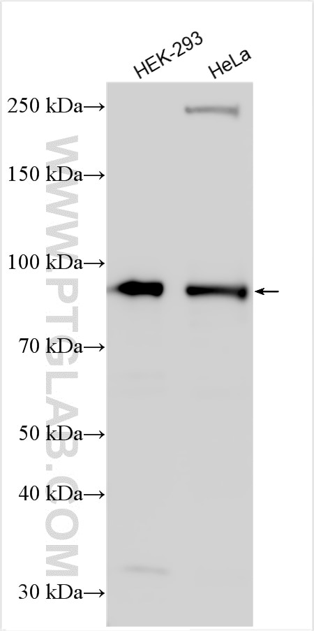 Western Blot (WB) analysis of various lysates using PIBF1 Polyclonal antibody (14413-1-AP)