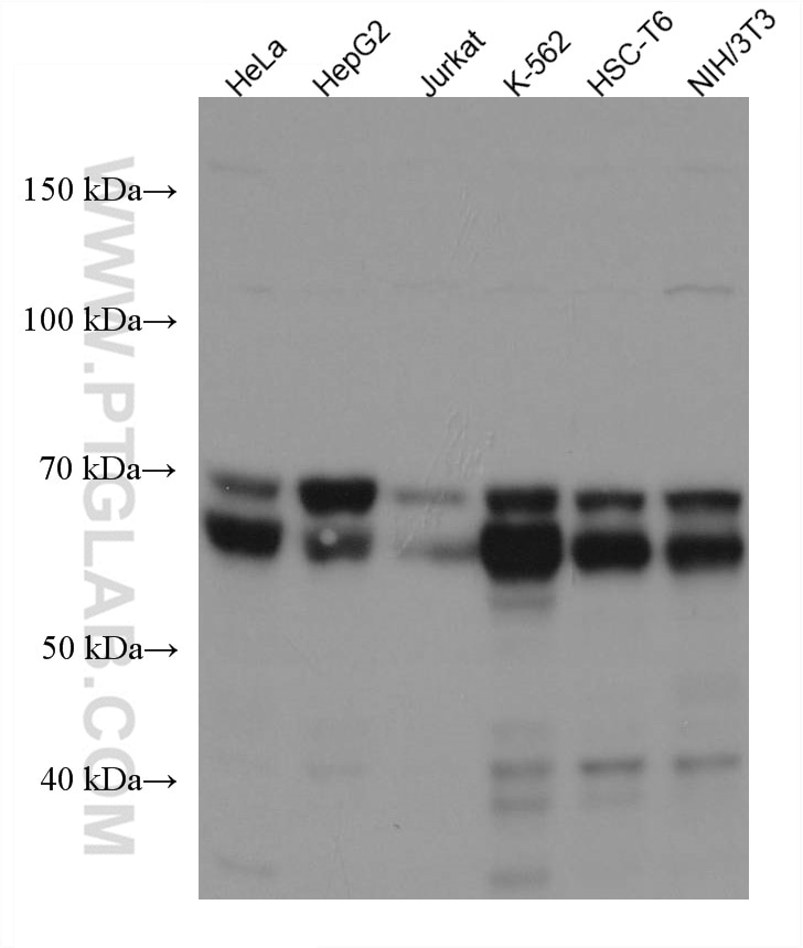 Western Blot (WB) analysis of various lysates using PICALM Monoclonal antibody (67564-1-Ig)