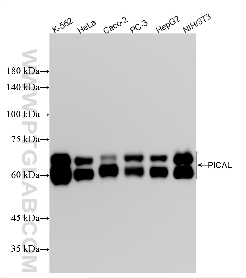 Western Blot (WB) analysis of various lysates using PICALM Recombinant monoclonal antibody (87344-1-RR)