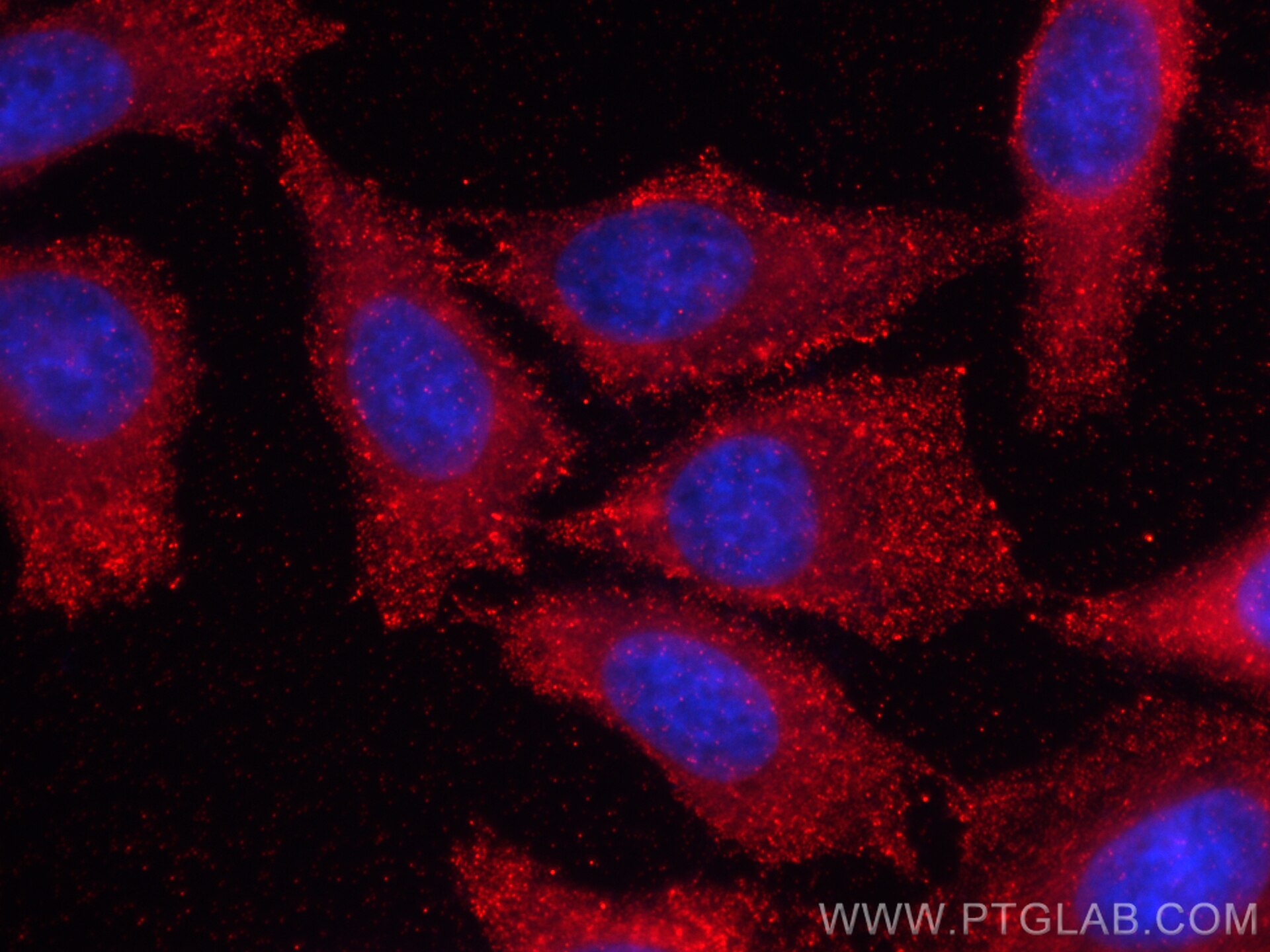 Immunofluorescence (IF) / fluorescent staining of HepG2 cells using CoraLite®594-conjugated PICALM Monoclonal antibody (CL594-67564)