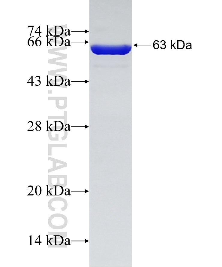 PICALM fusion protein Ag29505 SDS-PAGE