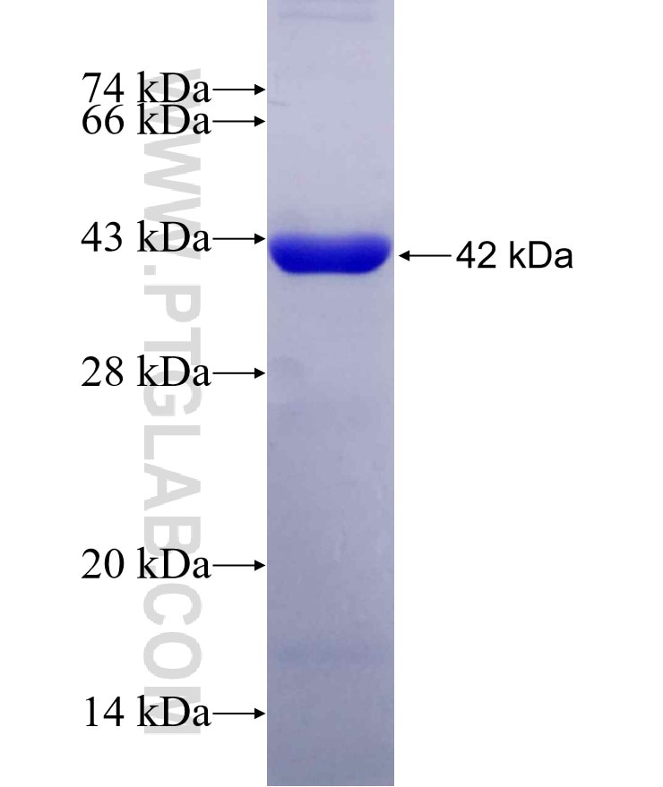 PICALM fusion protein Ag29512 SDS-PAGE