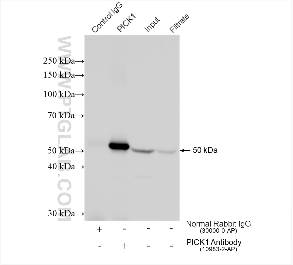 Immunoprecipitation (IP) experiment of mouse brain tissue using PICK1 Polyclonal antibody (10983-2-AP)